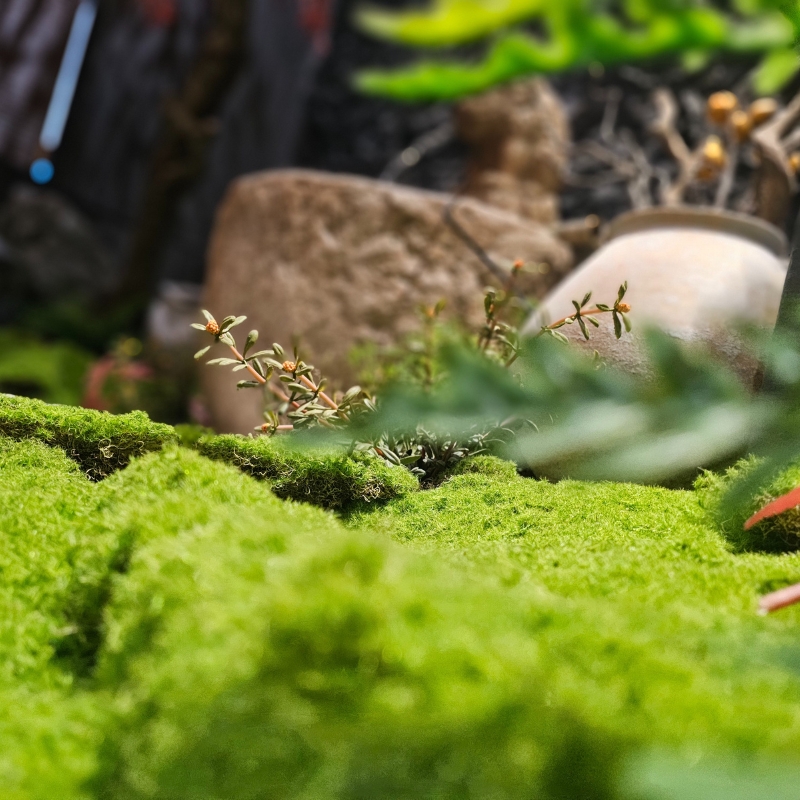 Green moss decoration with small plants at Fujisan, a Japanized Western Restaurant in Chandler