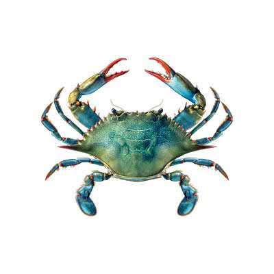 Blue crab with vibrant blue-green shell and red-tipped claws at Cherry Amber, a Asian fusion restaurant in Plainview