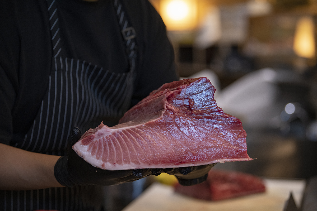 Chef presenting a raw tuna fillet with gloved hands at Shiki Sushi，a Japanese Restaurant in Santa Rosa